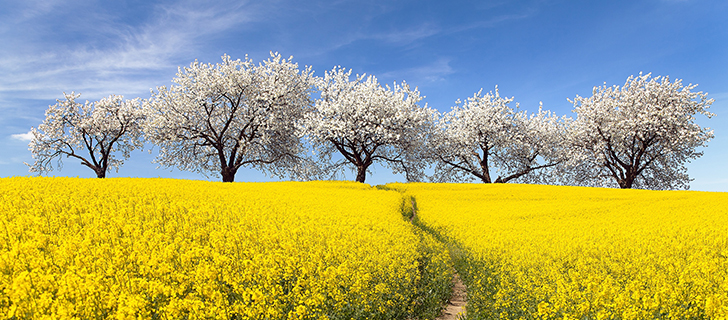 ทัวร์จีน เส้นทางสายดอกไม้ ทุ่งดอก Cole Flowers เทศกาลดอกสาลี่ ตันปา อุทยานภูเขาสี่ดรุณี 6 วัน 5 คืน (TG) [ไม่เข้าร้านรัฐบาล]